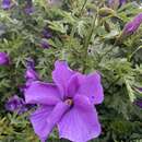 Image of Hibiscus huegelii Endl.