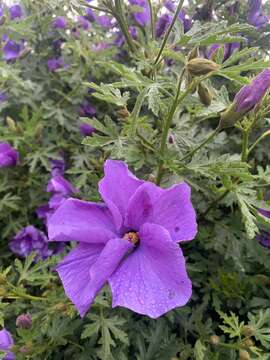 Sivun Hibiscus huegelii Endl. kuva