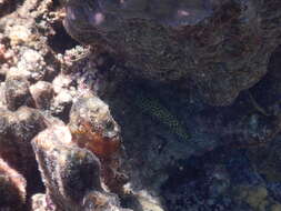 Image of Dwarf-spotted Grouper