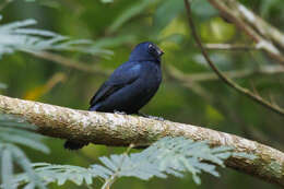 Image of Blue-black Grosbeak