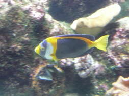 Image of Scribbled Angelfish