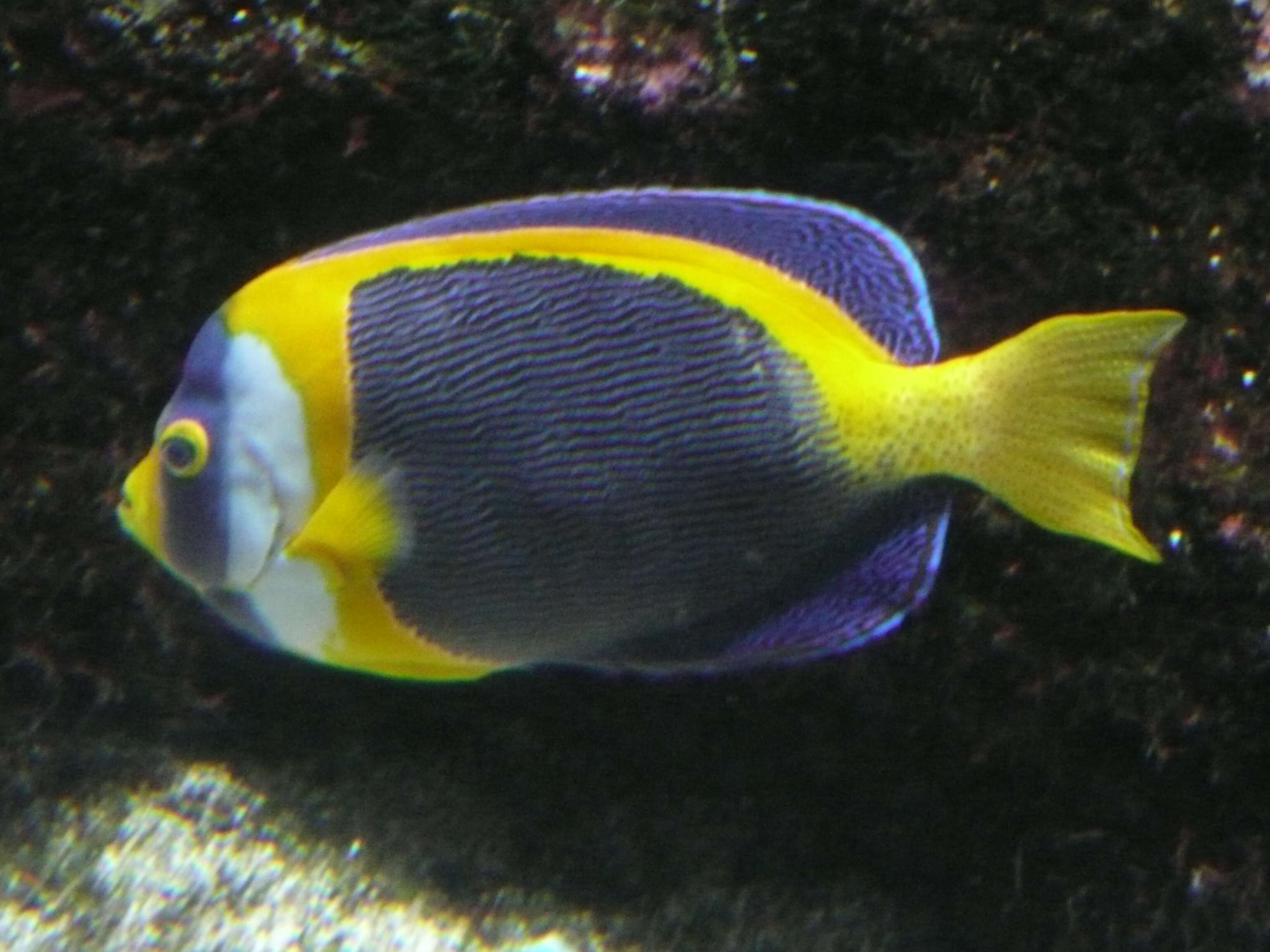 Image of Scribbled Angelfish