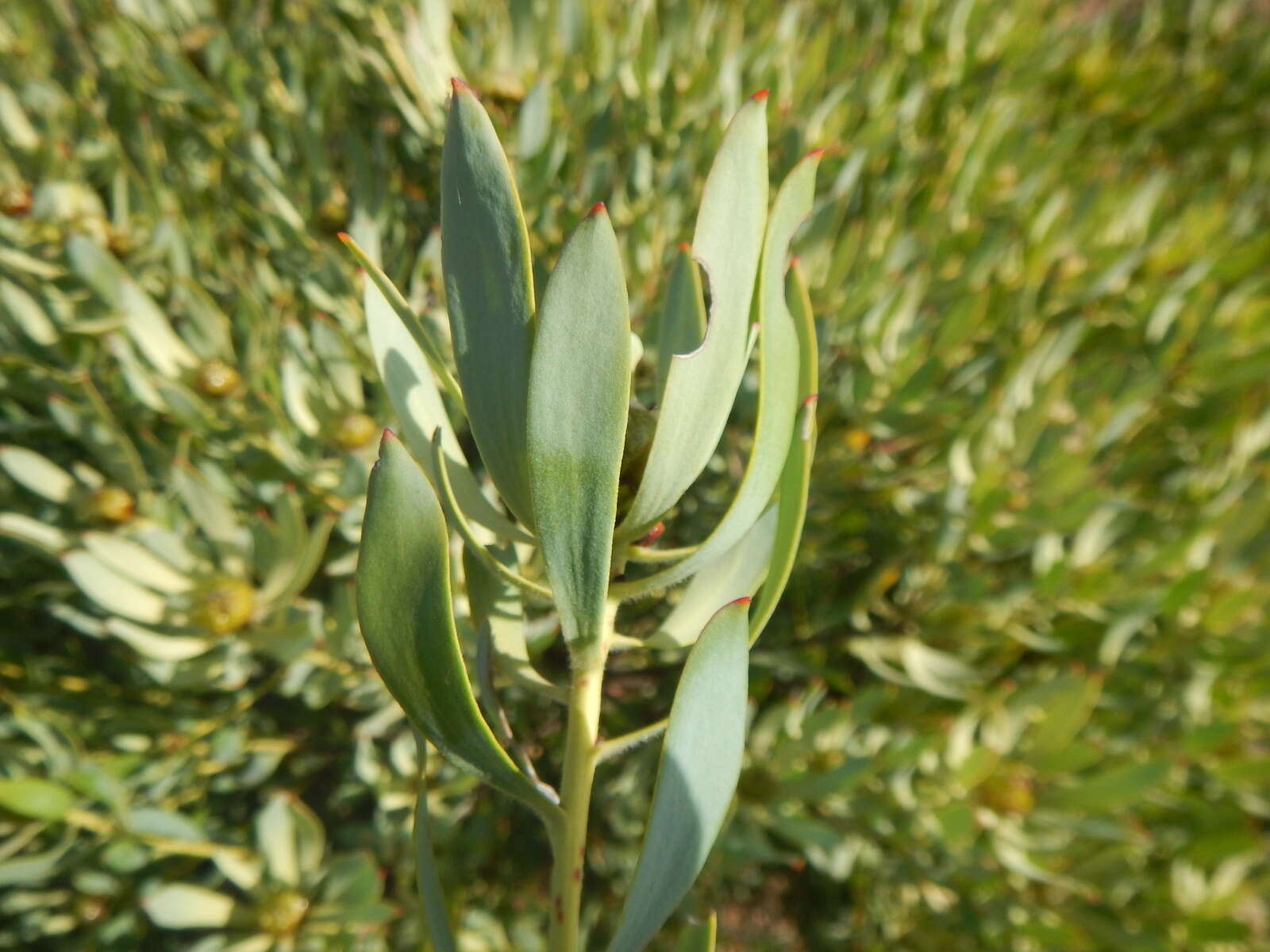 Image of Leucadendron loranthifolium (Salisb. ex Knight) I. Williams