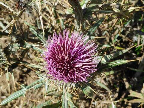 Image of Cirsium morisianum Rchb. fil.