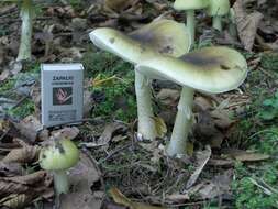 Image of Death cap