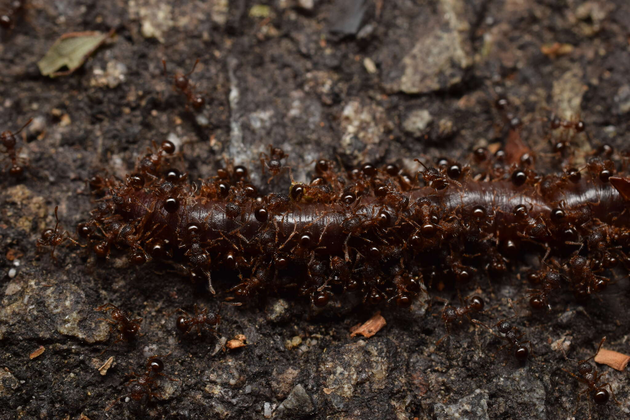 Image of Pristomyrmex punctatus (Smith 1860)