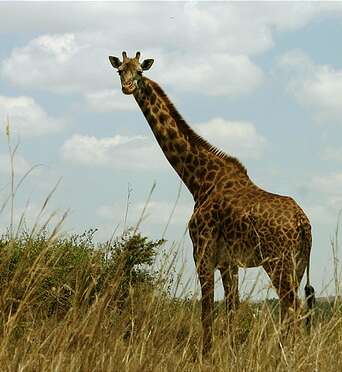 Image of reticulated giraffe