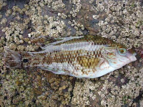 Image of Corkwing Wrasse