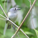 Image of Dwarf Vireo