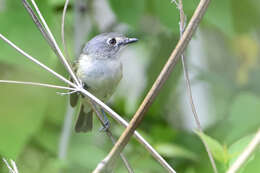 Image of Dwarf Vireo