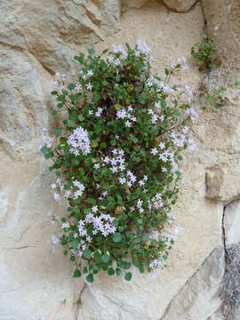 Image of Valeriana longiflora Willk.