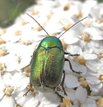 Image of Cryptocephalus sericeus