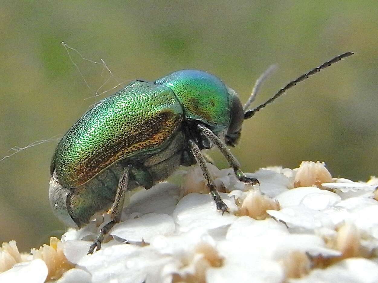 Cryptocephalus sericeus resmi