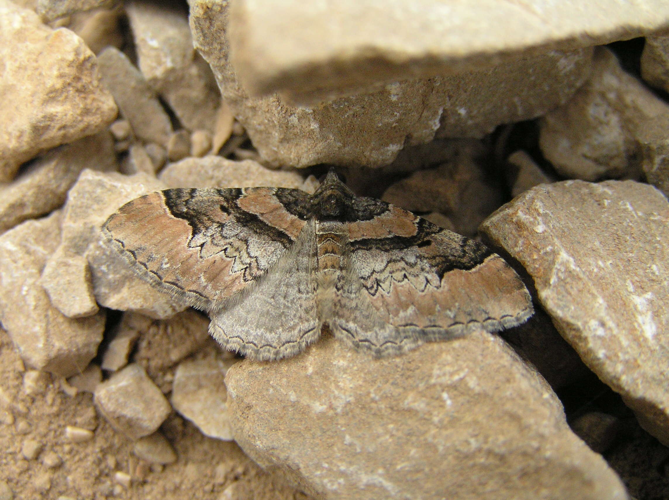 Image of ruddy carpet