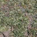 Image de Navarretia prostrata (A. Gray) Greene