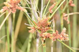 Image of Rhodoscirpus asper (J. Presl & C. Presl) Lév.-Bourret, Donadío & J. R. Starr