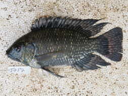 Image de Oreochromis leucostictus (Trewavas 1933)