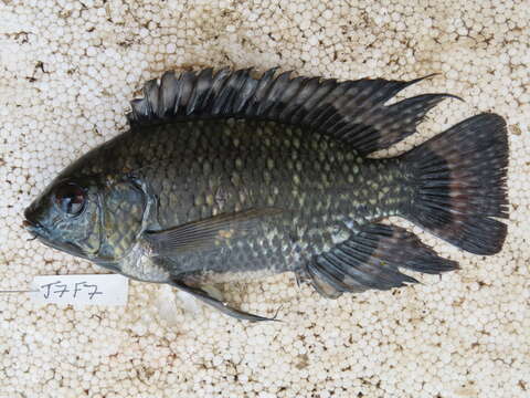 Image of Blue spotted tilapia