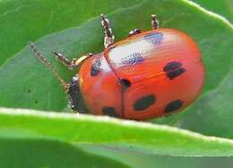 Image of Gonioctena fornicata