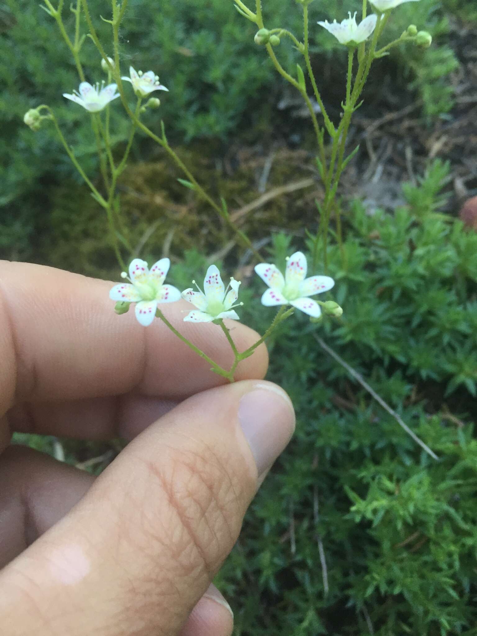 Image de Saxifraga bronchialis L.