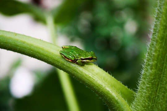 Image of Northern Pacific Treefrog