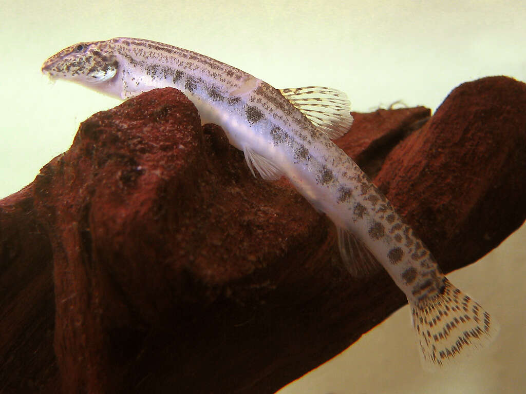 Image of Spined Loach