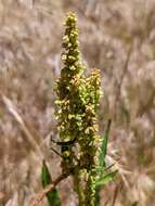 Rumex californicus Rech. fil. resmi