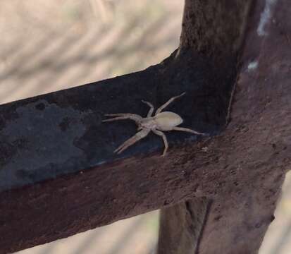 Image of Arachosia praesignis (Keyserling 1891)