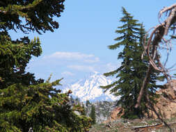 Image of California Red Fir