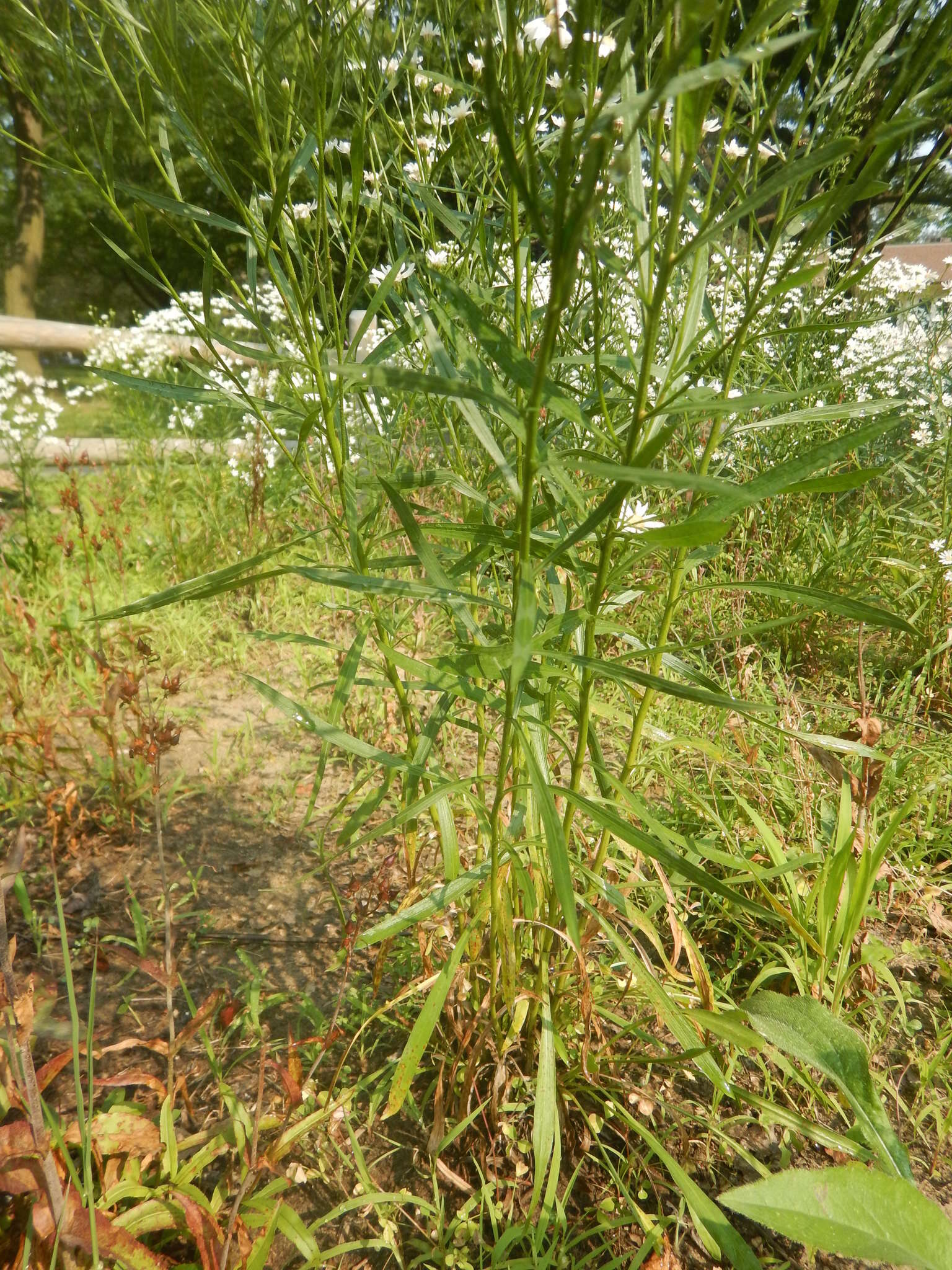 Image of prairie goldenrod