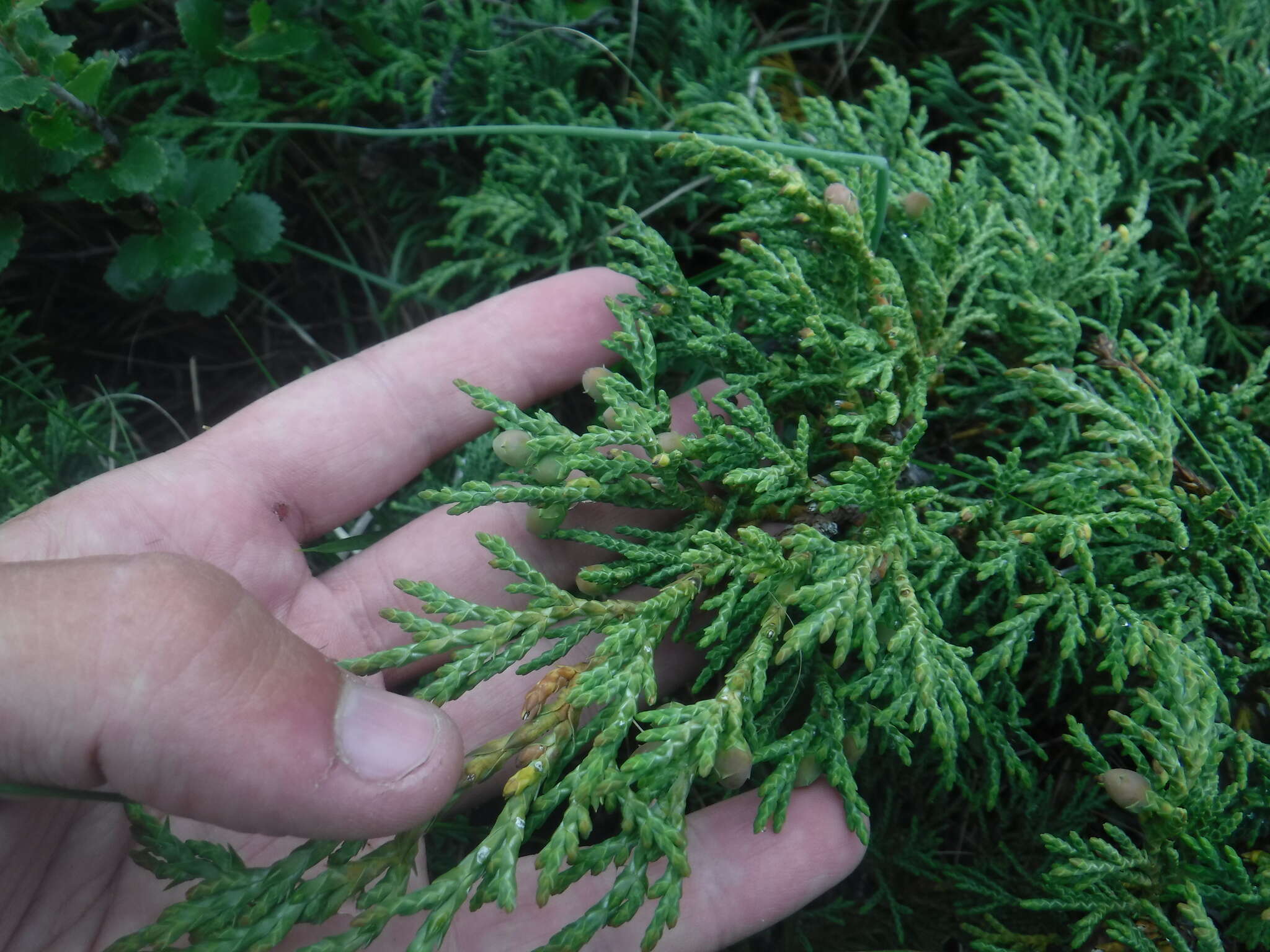 Image of dwarf black juniper