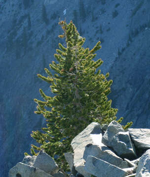 Image of foxtail pine