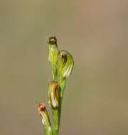 Image of Pterostylis clivosa