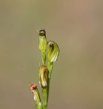 Image of Pterostylis clivosa