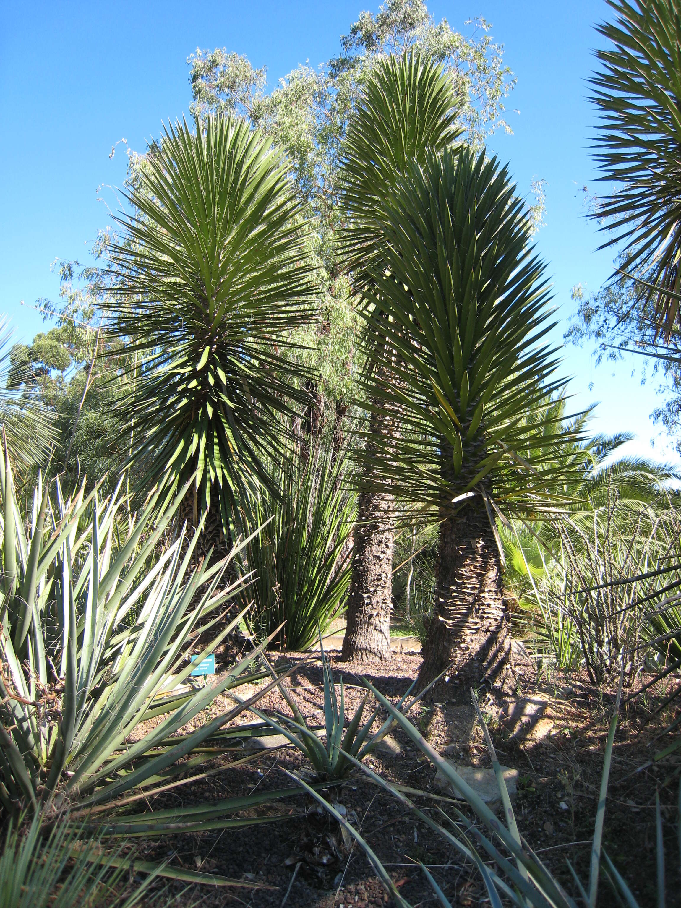 Image of Yucca decipiens Trel.