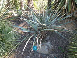 Imagem de Yucca baccata Torr.