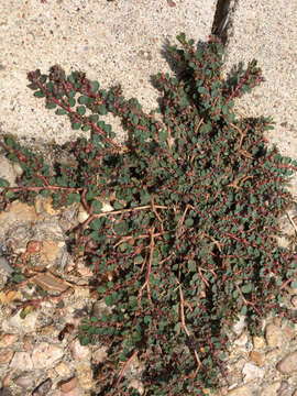 Image de Euphorbia prostrata Aiton