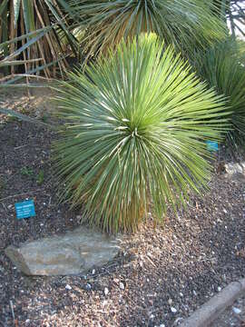 Image of Yucca linearifolia Clary