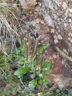 Plancia ëd Cardamine resedifolia L.