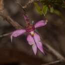 Image of Fairy orchid