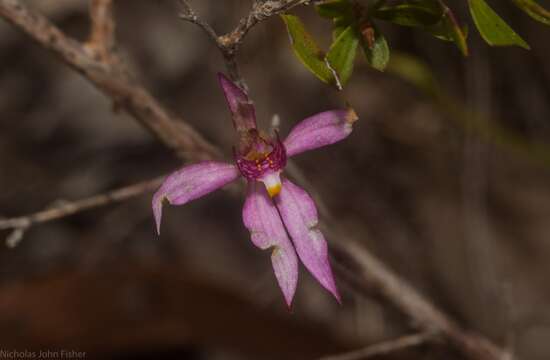 Image of Fairy orchid