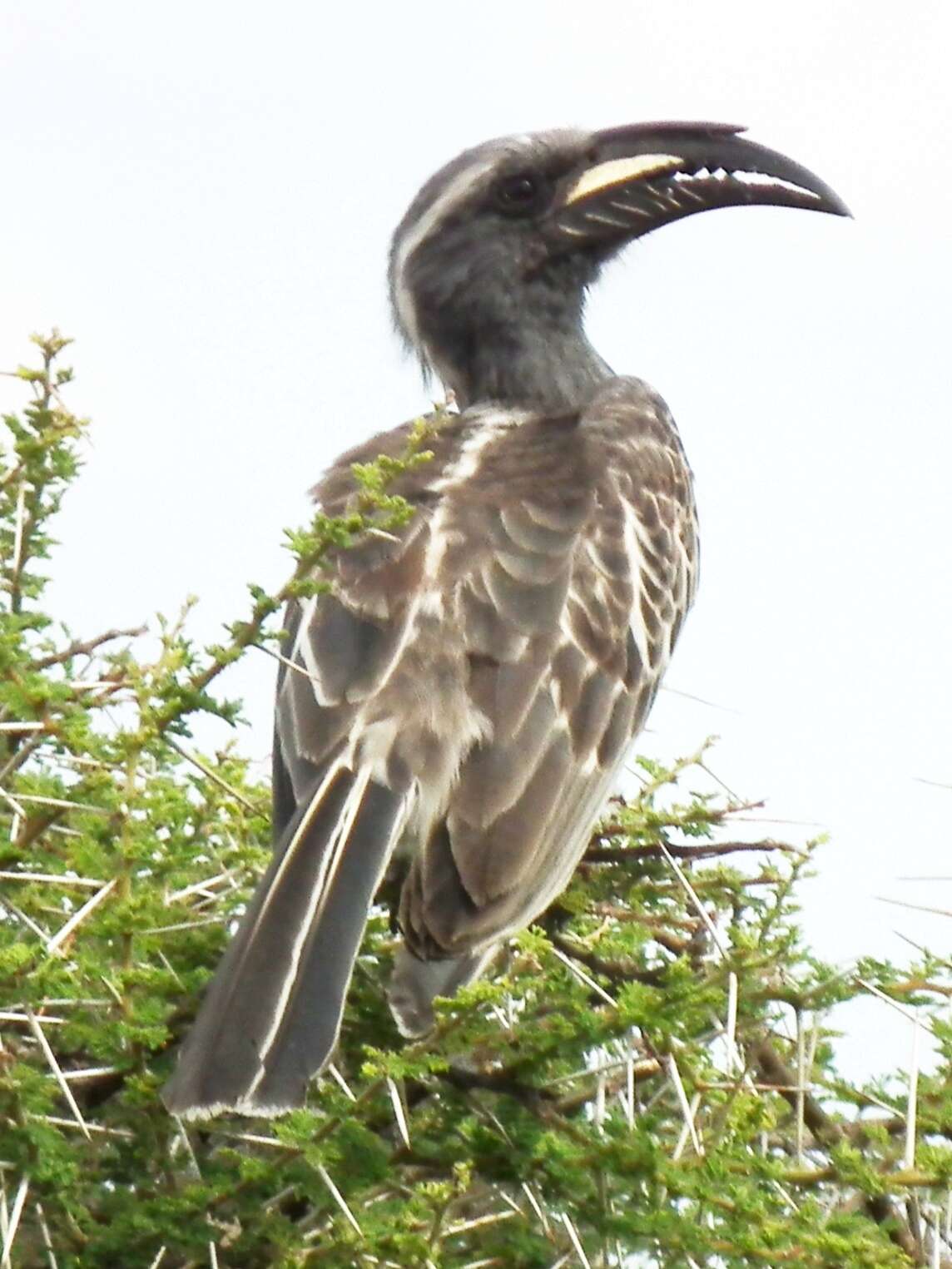 Image of African Grey Hornbill