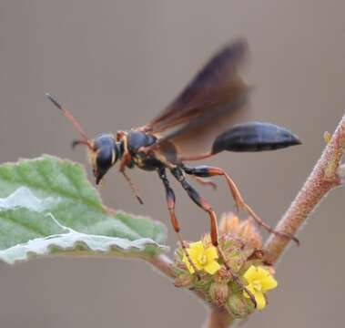 Isodontia exornata Fernald 1903的圖片