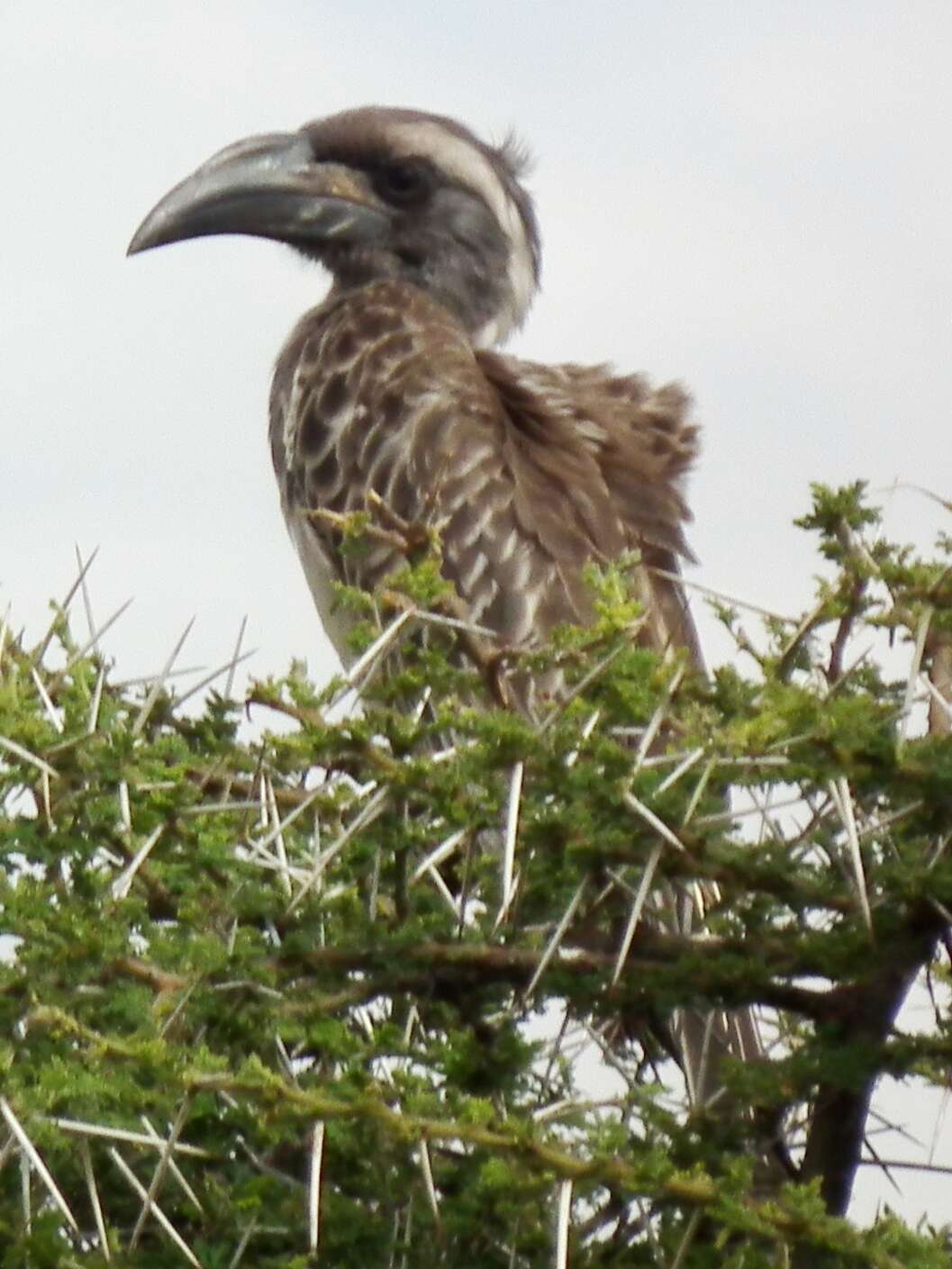 Image of African Grey Hornbill