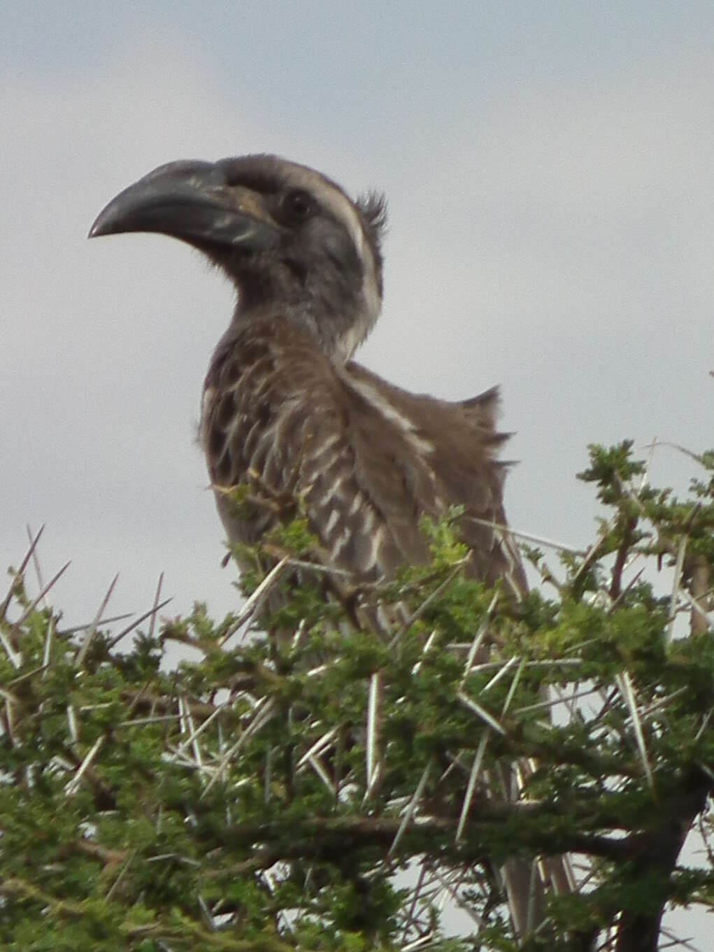 Image of African Grey Hornbill