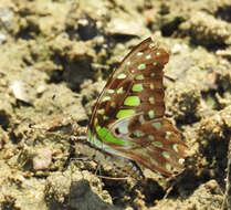 Image of Graphium agamemnon (Linnaeus 1758)