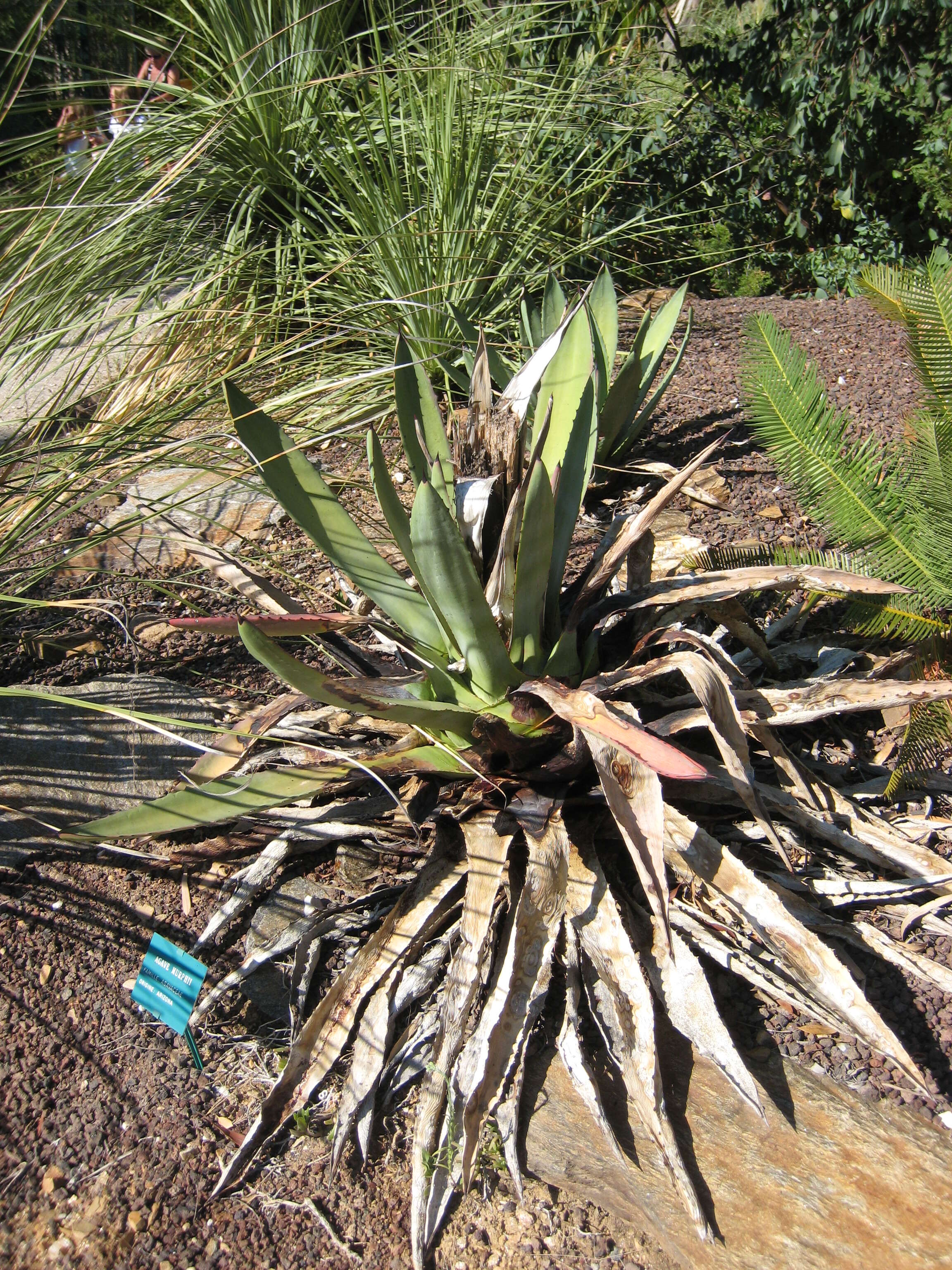 Image of Murphey's century plant