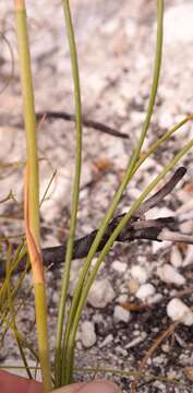 Imagem de Aristea racemosa var. inflata Weim.