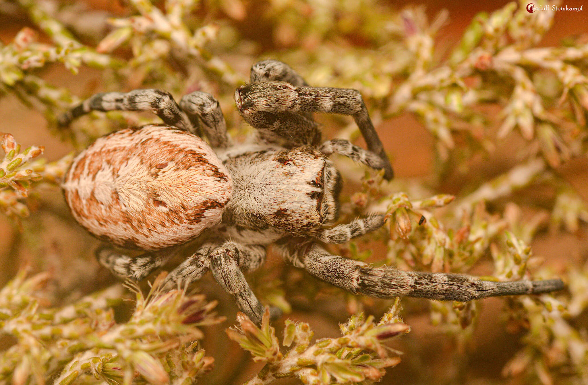 Image of Stegodyphus bicolor (O. Pickard-Cambridge 1869)