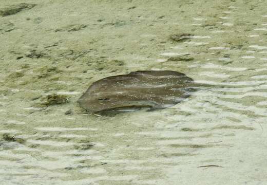 صورة Urogymnus granulatus (Macleay 1883)